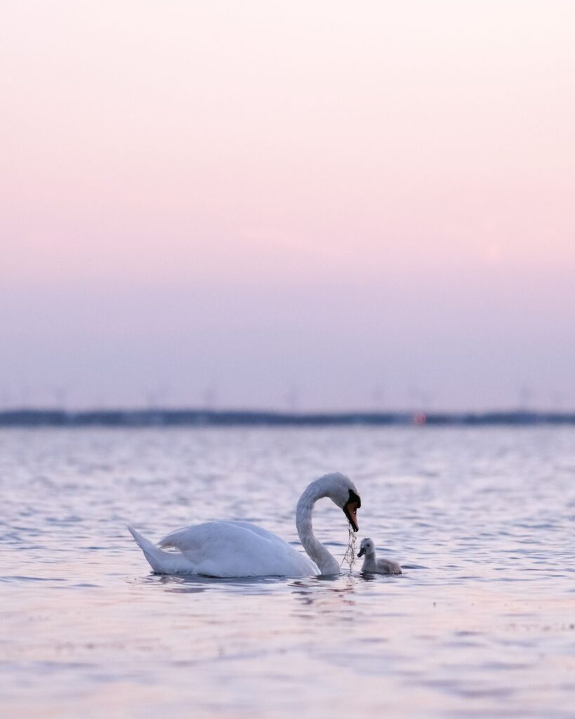 Zwanen Harderwijk - door Elaine Roest