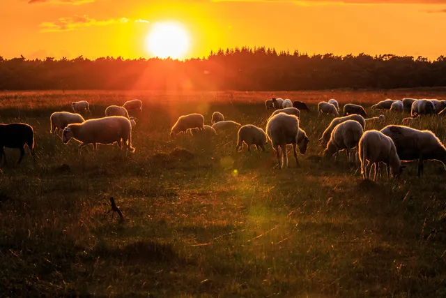 heide harderwijk door bart verbruggen
