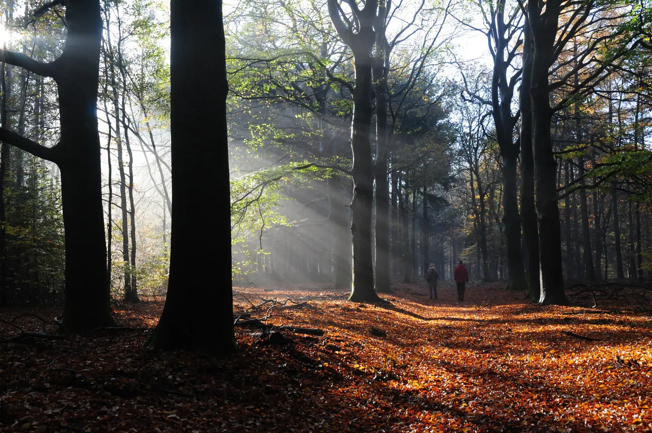 Herfstbos harderwijk