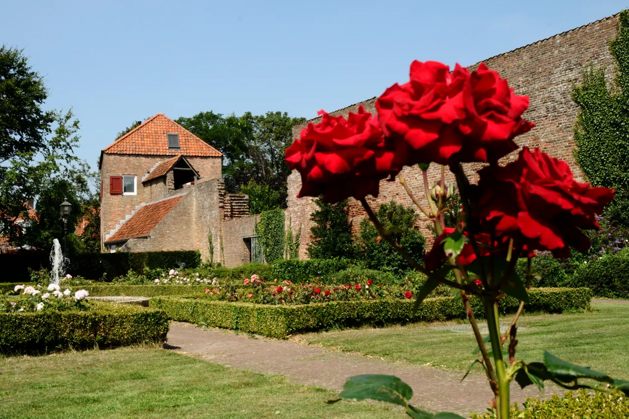 Vanghentoren met rozen in bloei 2 foto laura